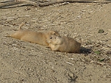 Prarie Dogs 1